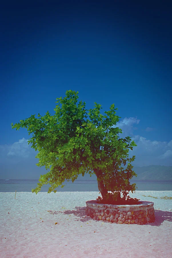 tree.jpg