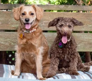 dogs-for-testimonial1-e1331868702839.jpg