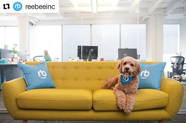 Funny photoshoot at the reebee office helping them celebrate #nationalpetday. Photo by yours truly...
.
.
.
.
.
.
.
.
.
.
#HashTags #PS #amazing #art #artistic #bestphoto #colorfull #colors #cool #instaphoto #instapic #instashot #ph #photo #photograp