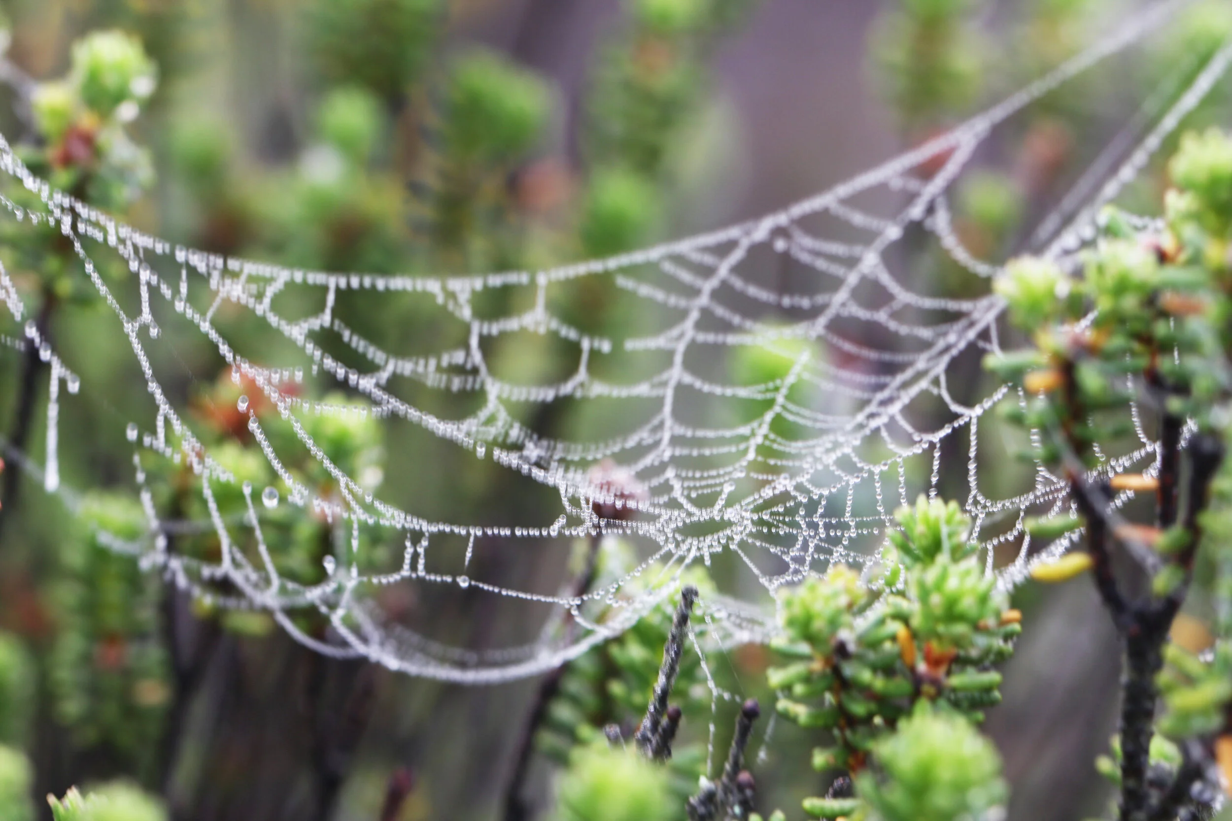 helena silva IMG_3462.JPG