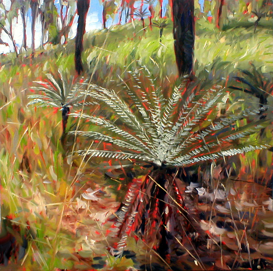 Cycads at Goody Creek Tin Mine