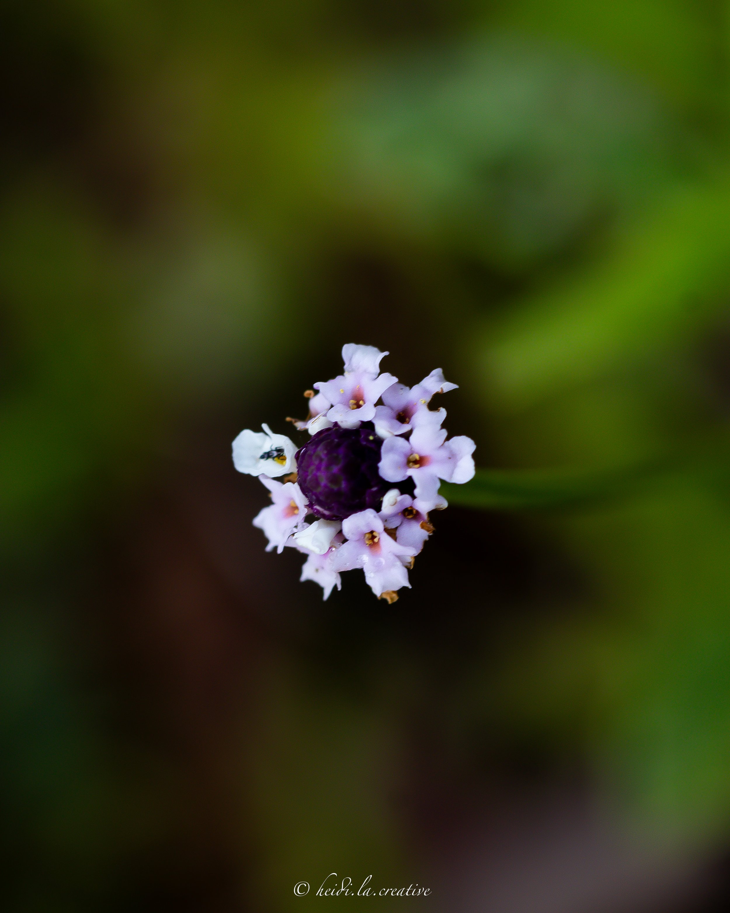 TeraCeia-Micro-3.jpg