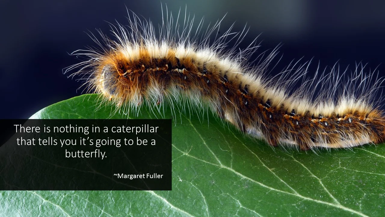 caterpillar.jpg