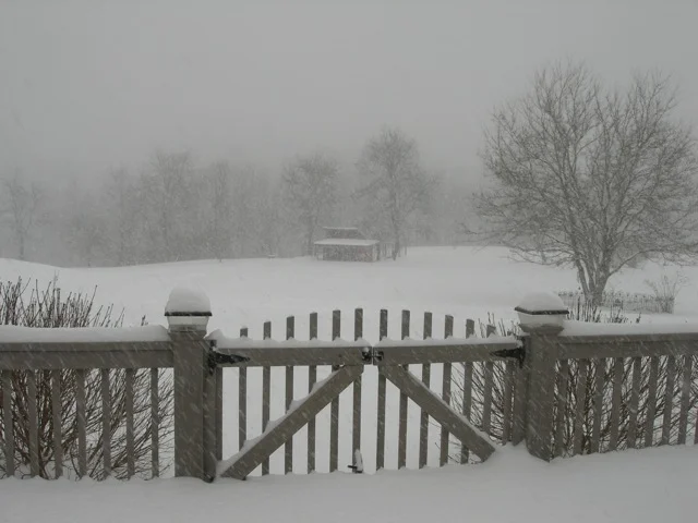 My hen house veiled by beautiful, heavy snow today.