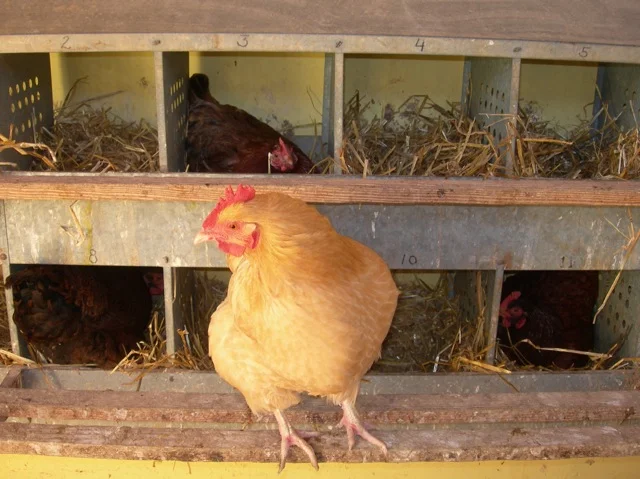 Lavinia deciding on a nest.