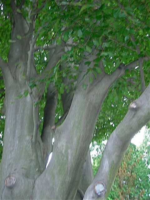 The huge one hundred twenty five year-old Rohan Copper Beech tree in the back yard of the B&B.