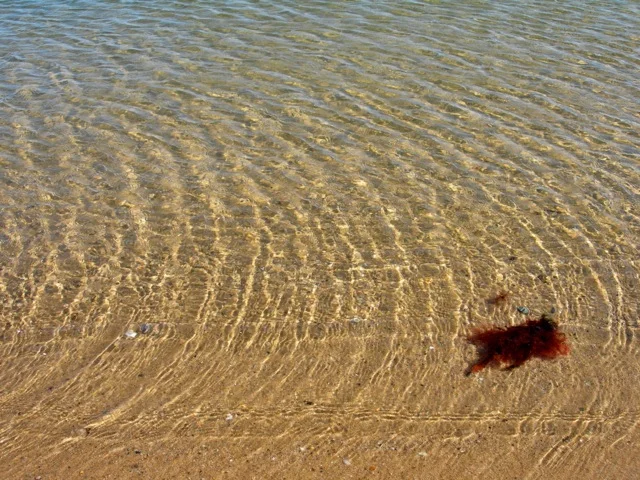 I love the colors of blue and tan and the design of the water ripples. And, of course, the red seaweed!