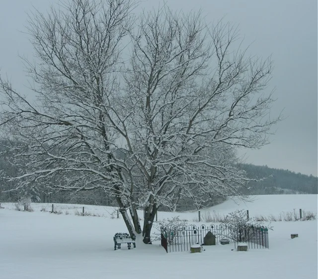 Daniel Peifer resting under his snow-decorated mulberry tree.