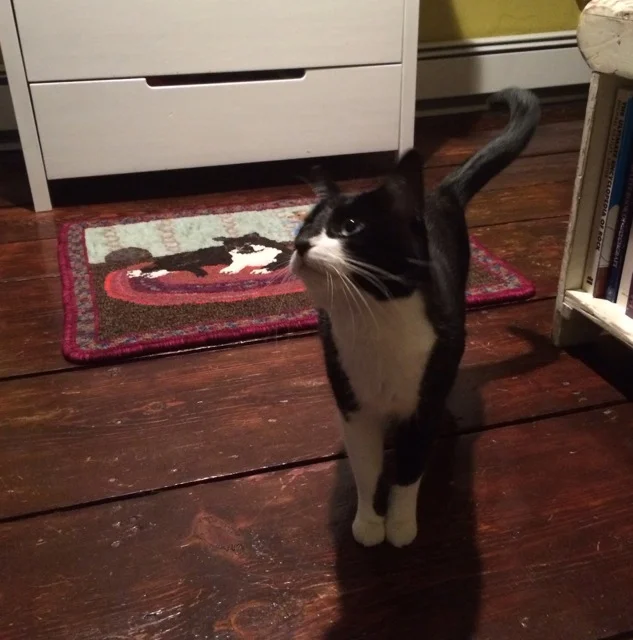 Kitten Fiona and the new rug.
