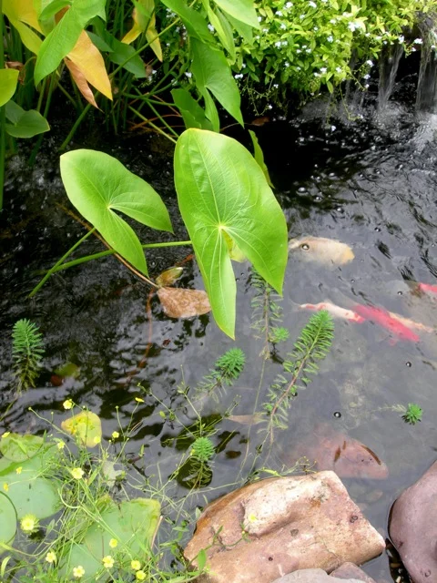 My photograph, which inspired my Five Fish design.