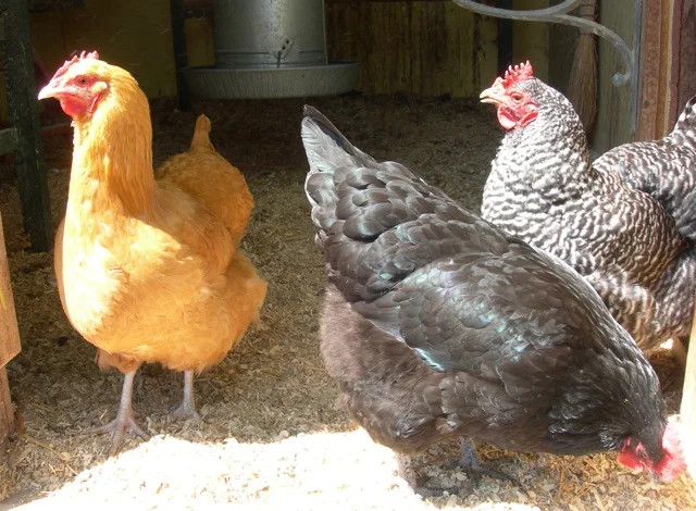Lucinda, Elphaba and Tamdy basking in the sun.