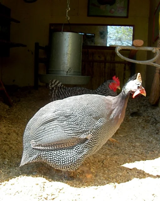 Mr. Blackwell, the guinea fowl, who guards the hen house.