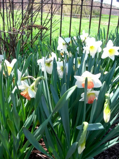 The peach faced daffodils are my favorite.
