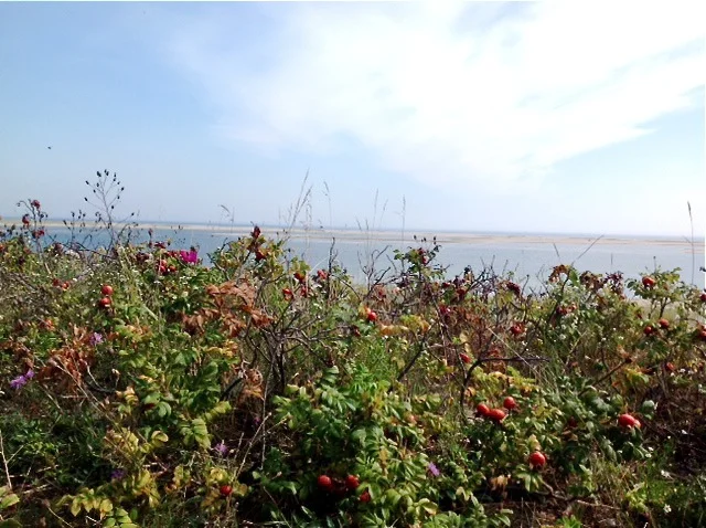 Sandbars visible in Chatham Bay during low tide.
