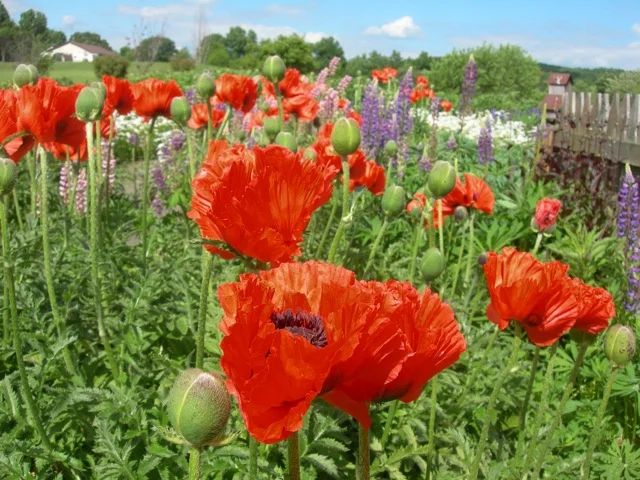 Poppies and lupines.