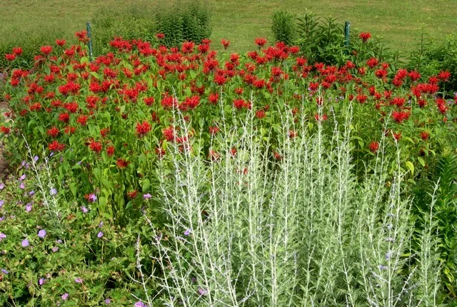 Bright red bee balm is popular with bees and hummingbirds.