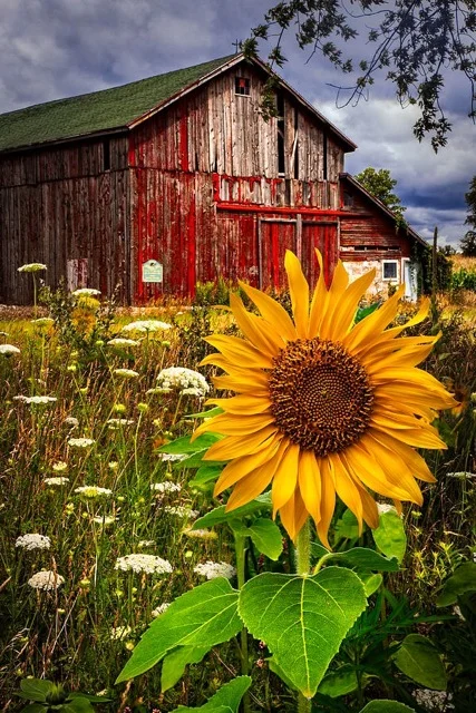 Barn Meadow Flowers, a photograph by Debra and Dave Vanderlaan of Celebrate Life Gallery.