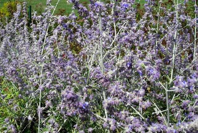 My favorite Russian sage is bedraggled, but still attracts big fat bees.