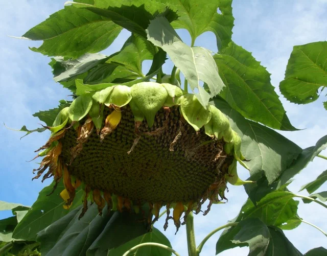 The sunflowers hang their heavy heads.