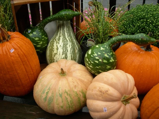 Gourds on sale at Butcher's Farm Market, Newport, PA