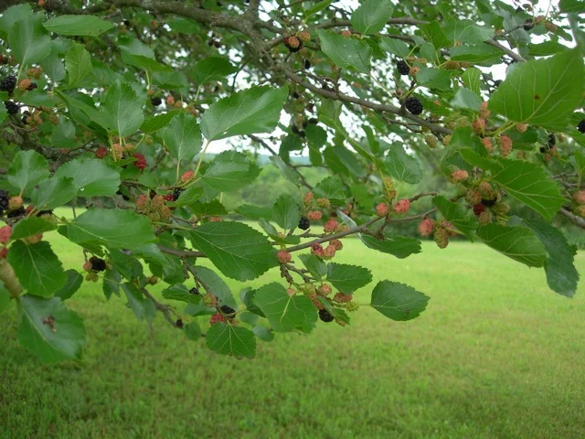 The mulberries are ripening quickly in the heat.