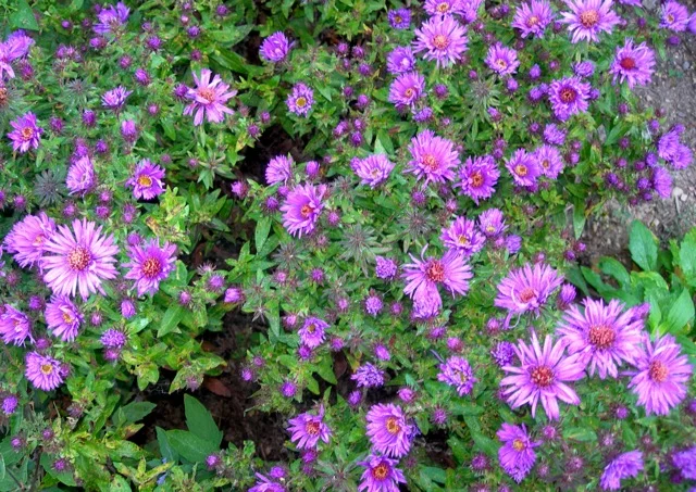 Asters = Autumn