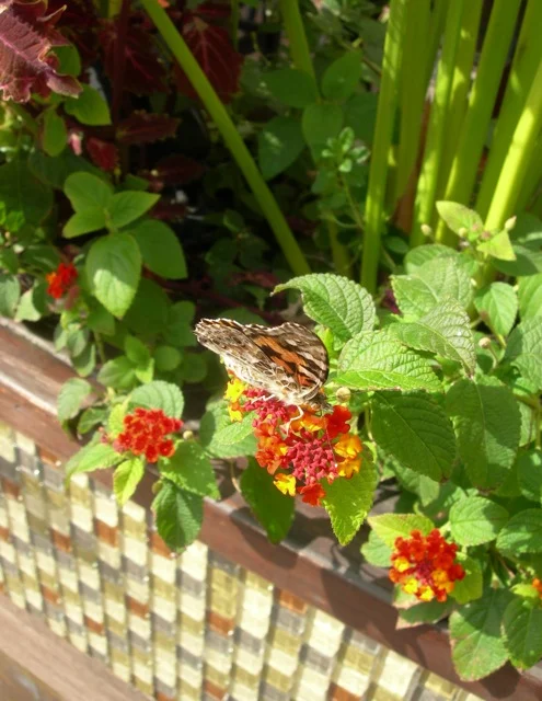 A Provincetown butterfly enjoying lunch.