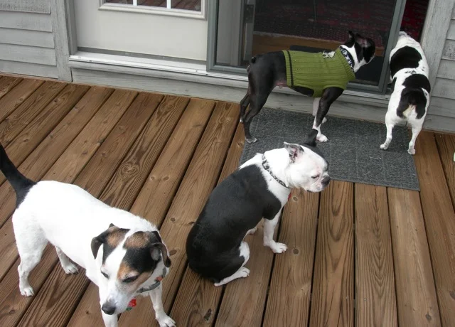 I think this is the only photo of all four of our dogs in one spot.
