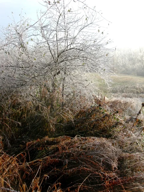 Early morning ice and mist.
