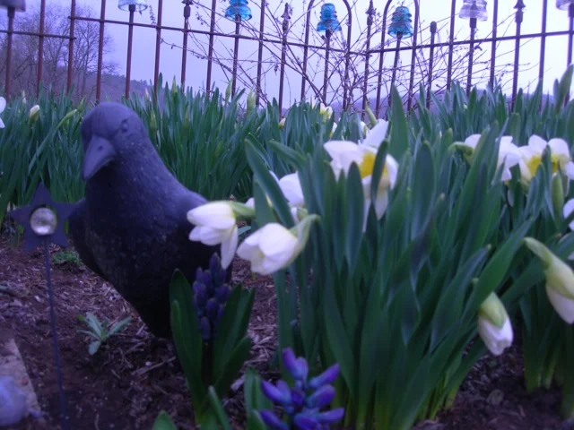 The first of many daffodils in our little cemetery.