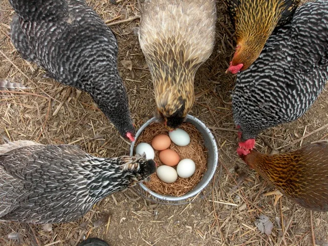 Some of the neighbors’ hens admiring their early morning work.