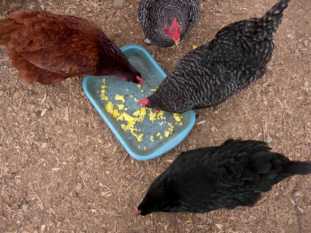 My old girls still lay a few eggs, which I scramble up and feed back to them.