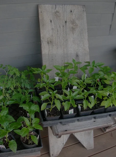 Hot pepper and tomato plants. Hoping for a better growing season this year!