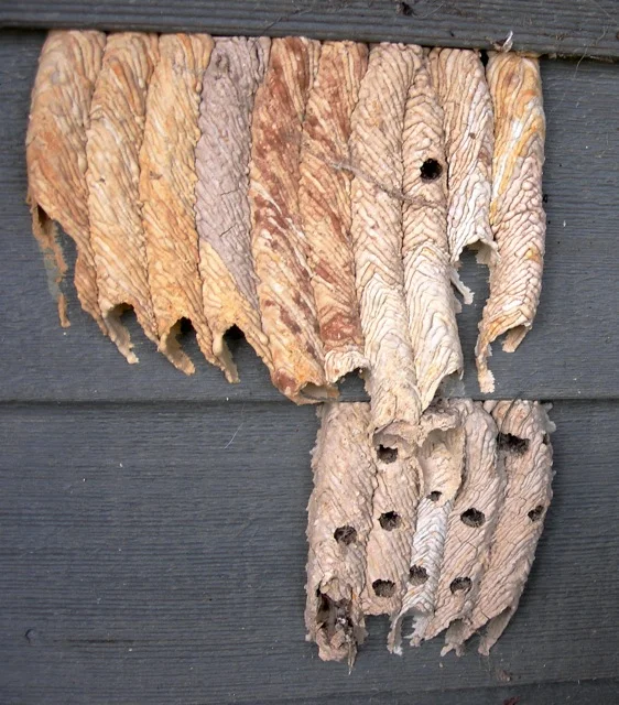 I find these mud-dauber wasp tubes fascinating.