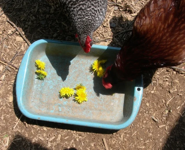 The girls enjoy the dandelions.