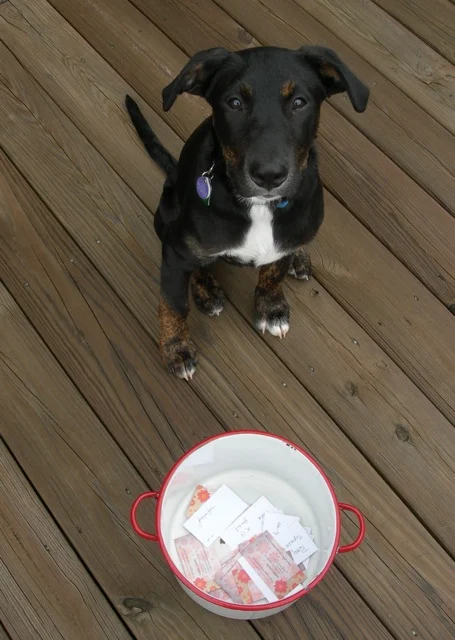 Leo, my studio buddy in training, helps with picking the book winner.