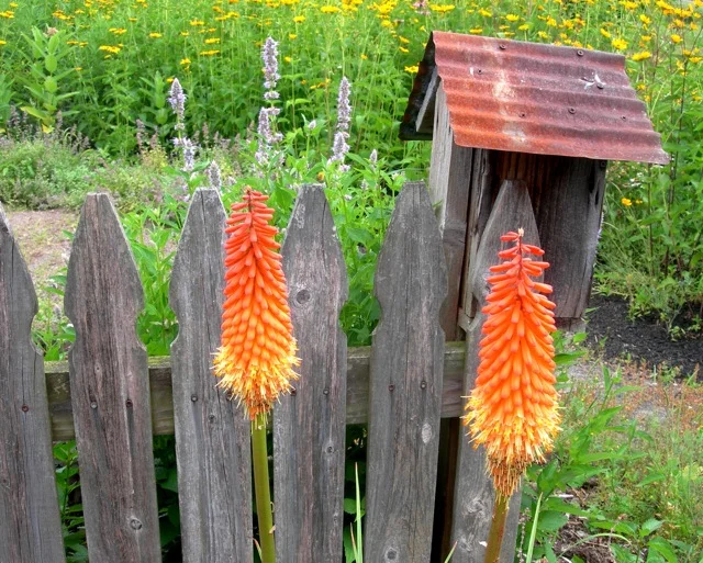 I love red hot pokers. We seem to have two varieties that bloom at different times.