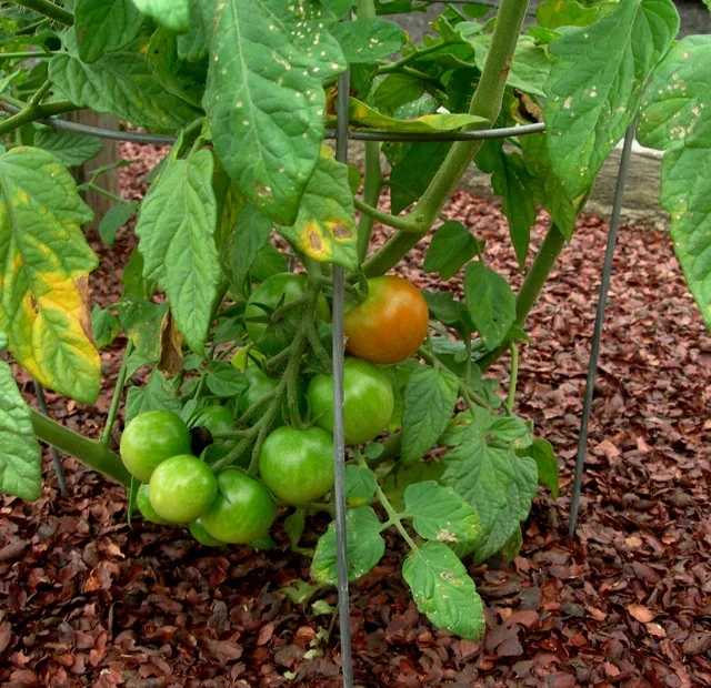 The tomato plants weren’t put in until late, so we are anxiously awaiting our first tomatoes. These are cherry tomatoes.