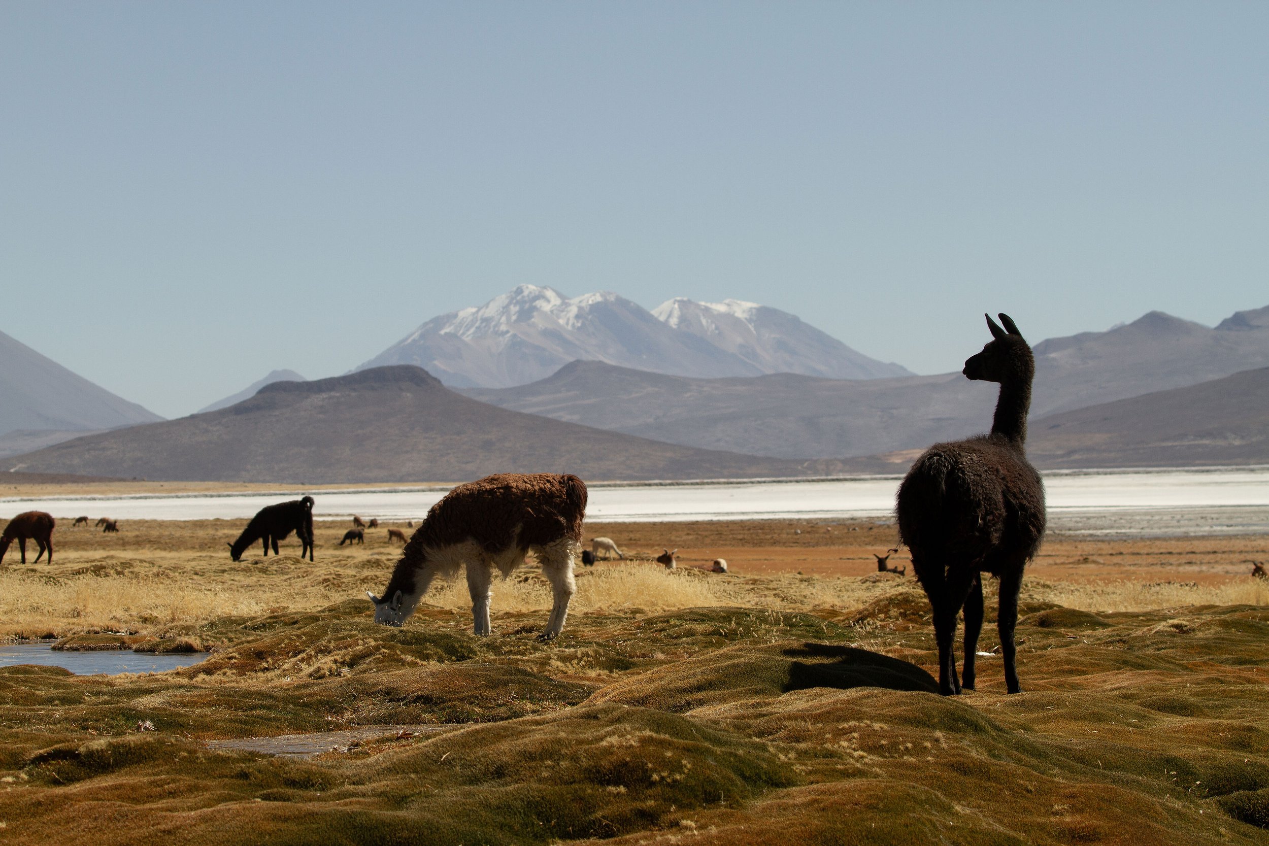 Adventure hotel | Peru hotel | The Andes | Eco travel | eco hotel | landscape hotel | nature hotel | nature destination | room and wild | conservation | Colca Valley | Puqio