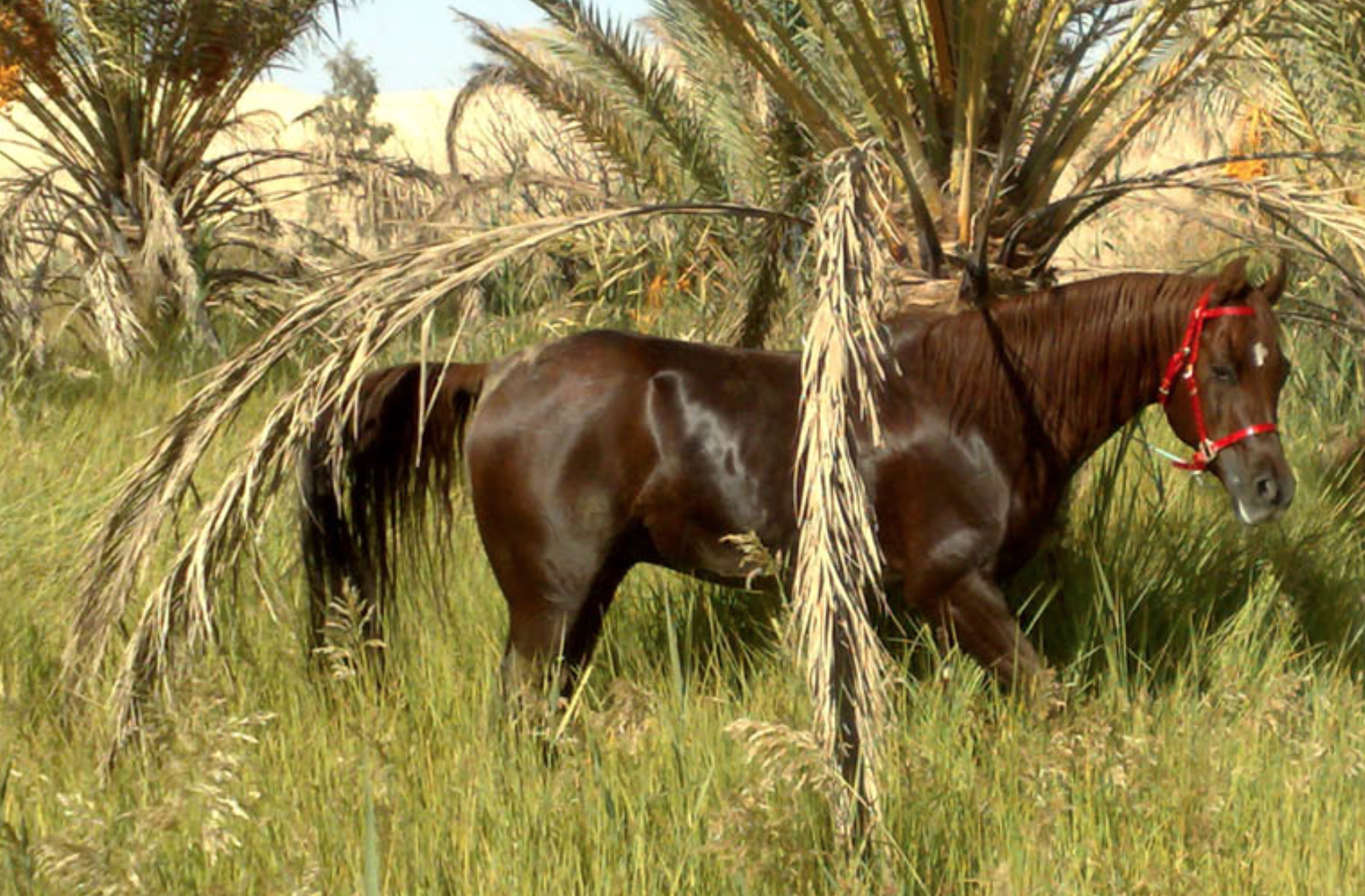 Siwa Oasis | Taziry Ecovillages Siwa, Egypt