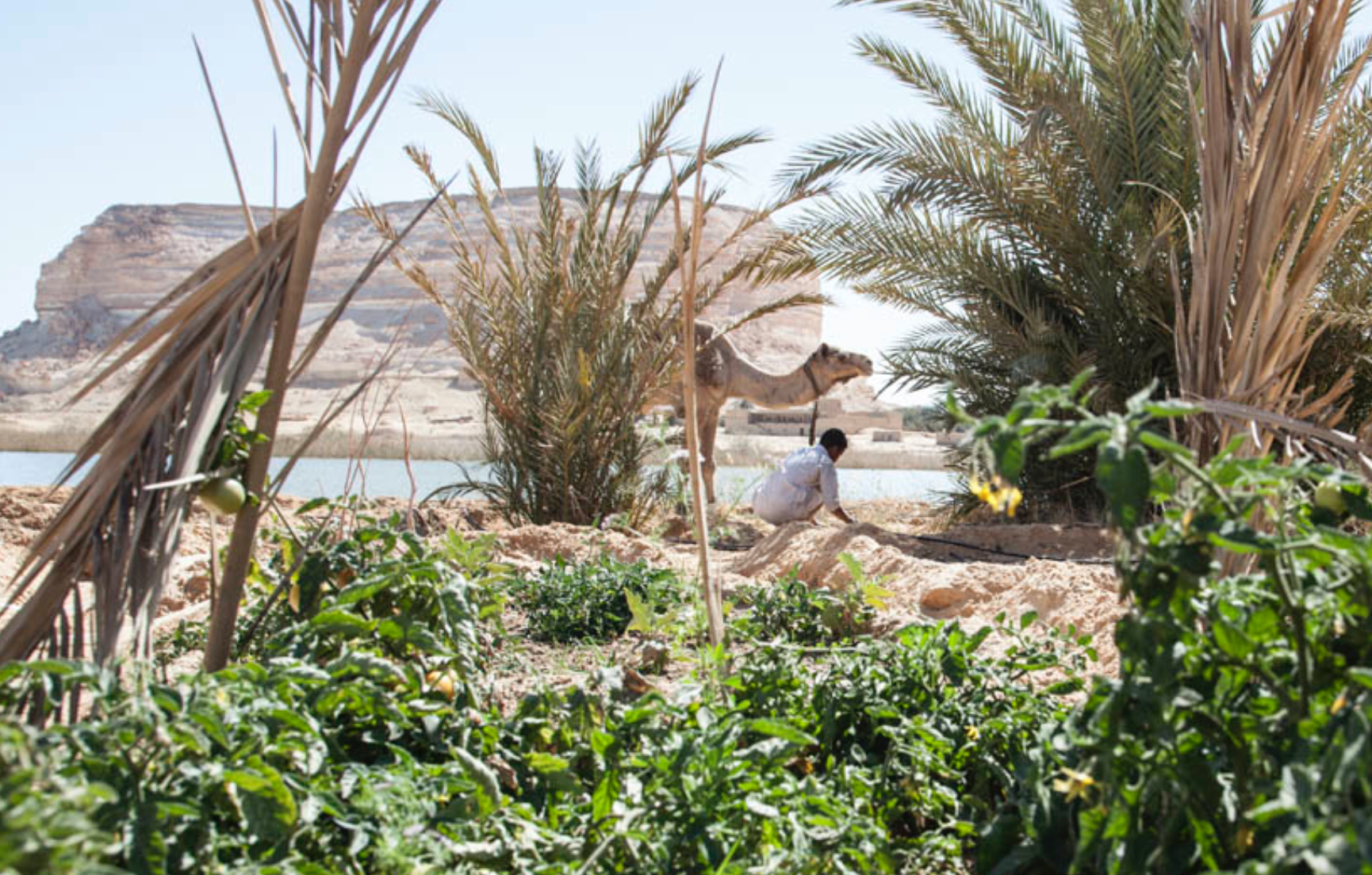 Siwa Oasis | Taziry Ecovillages Siwa, Egypt