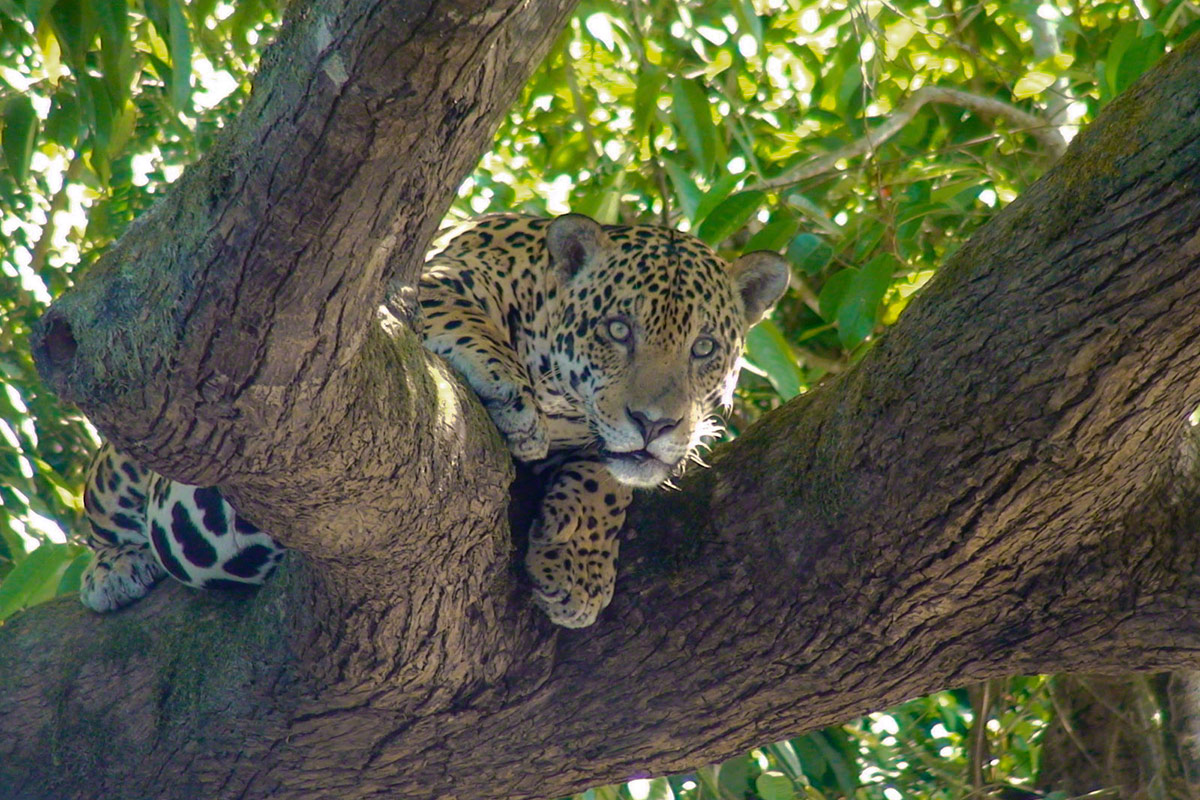 Brazil Resort | Cristalino Lodge | An Amazon Sanctuary