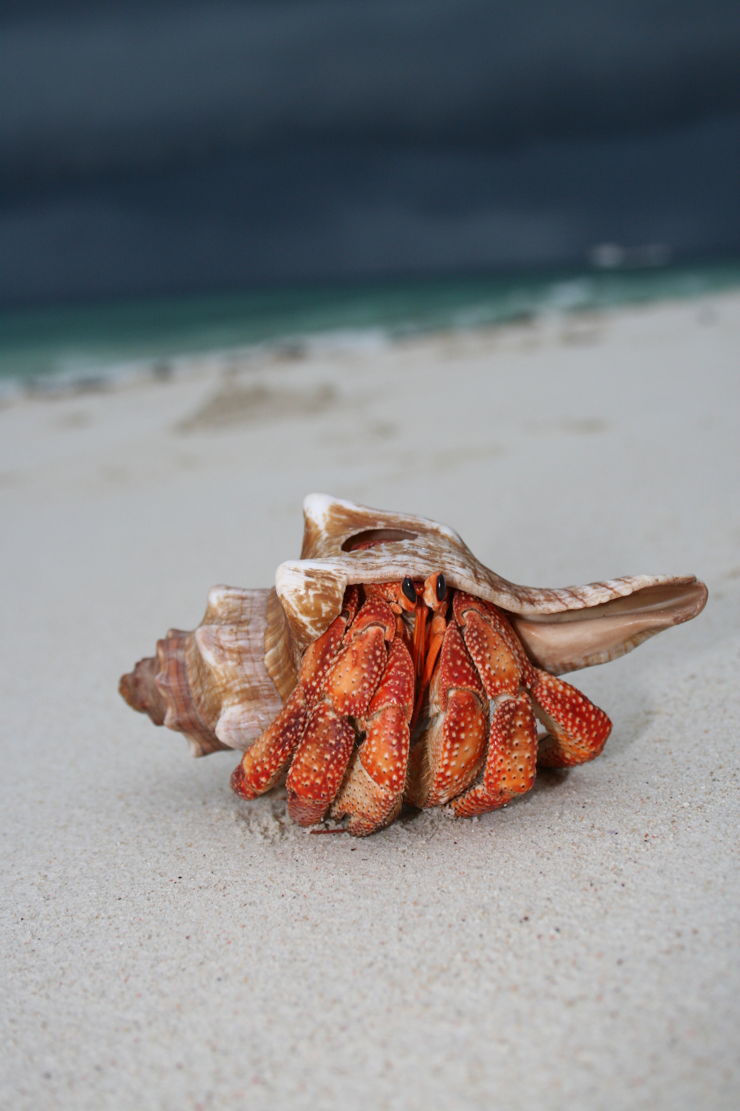 Hermit_crab_on_the_beach.jpg