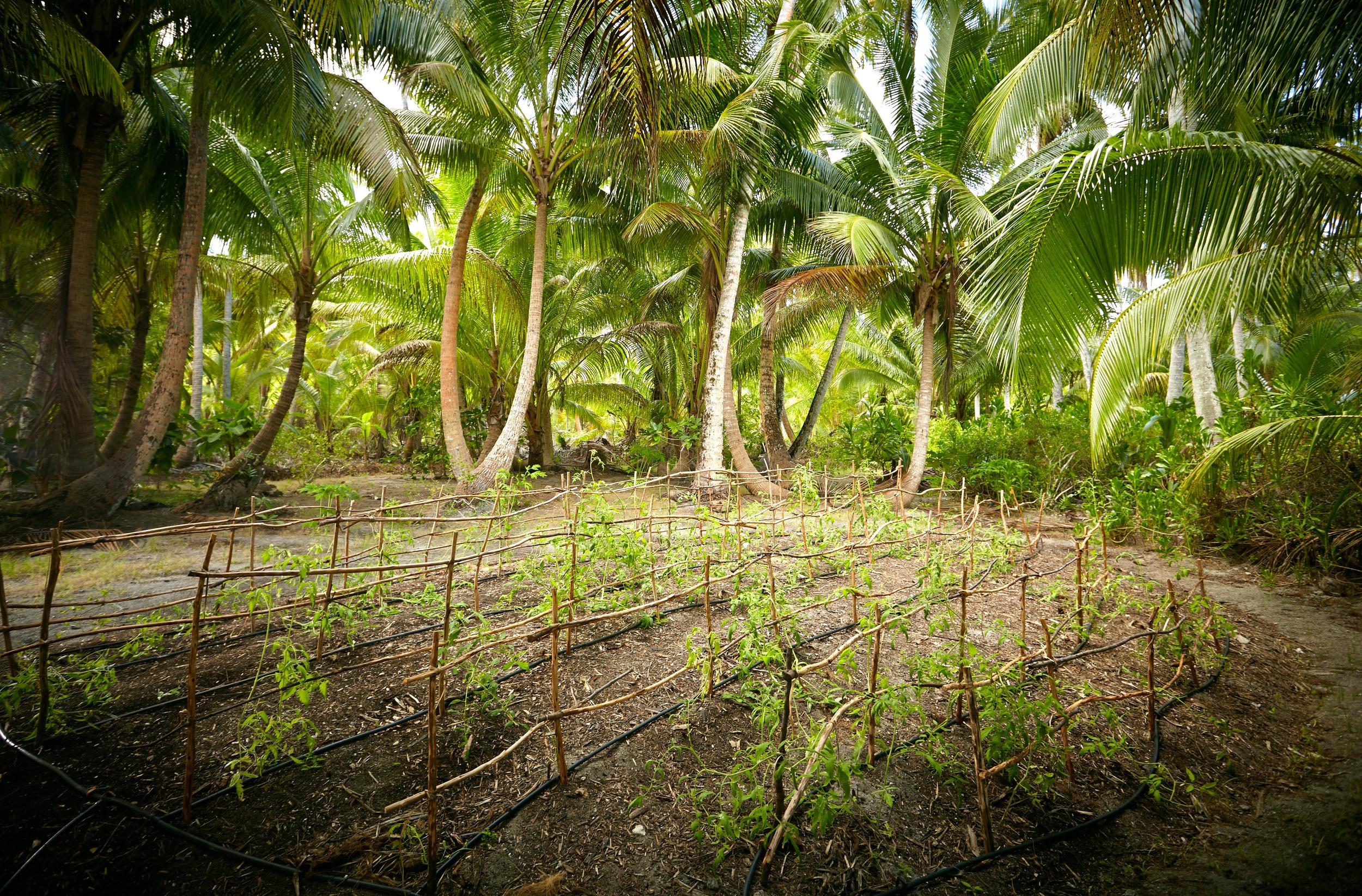 Luxury Beach Resort | The Brando French Polynesia