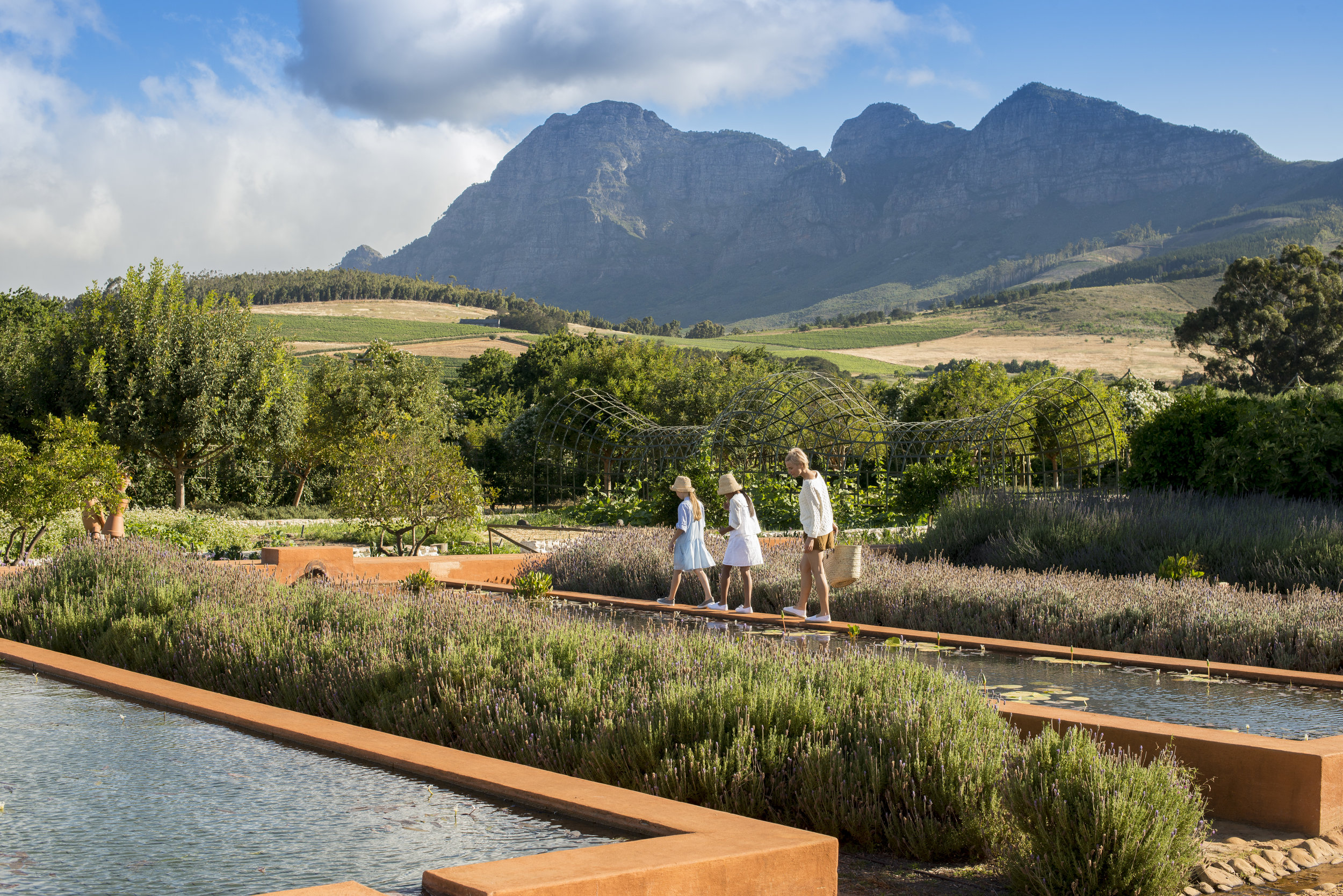 11.Lavender, waterblommetjie ponds, Simonsberg.jpg