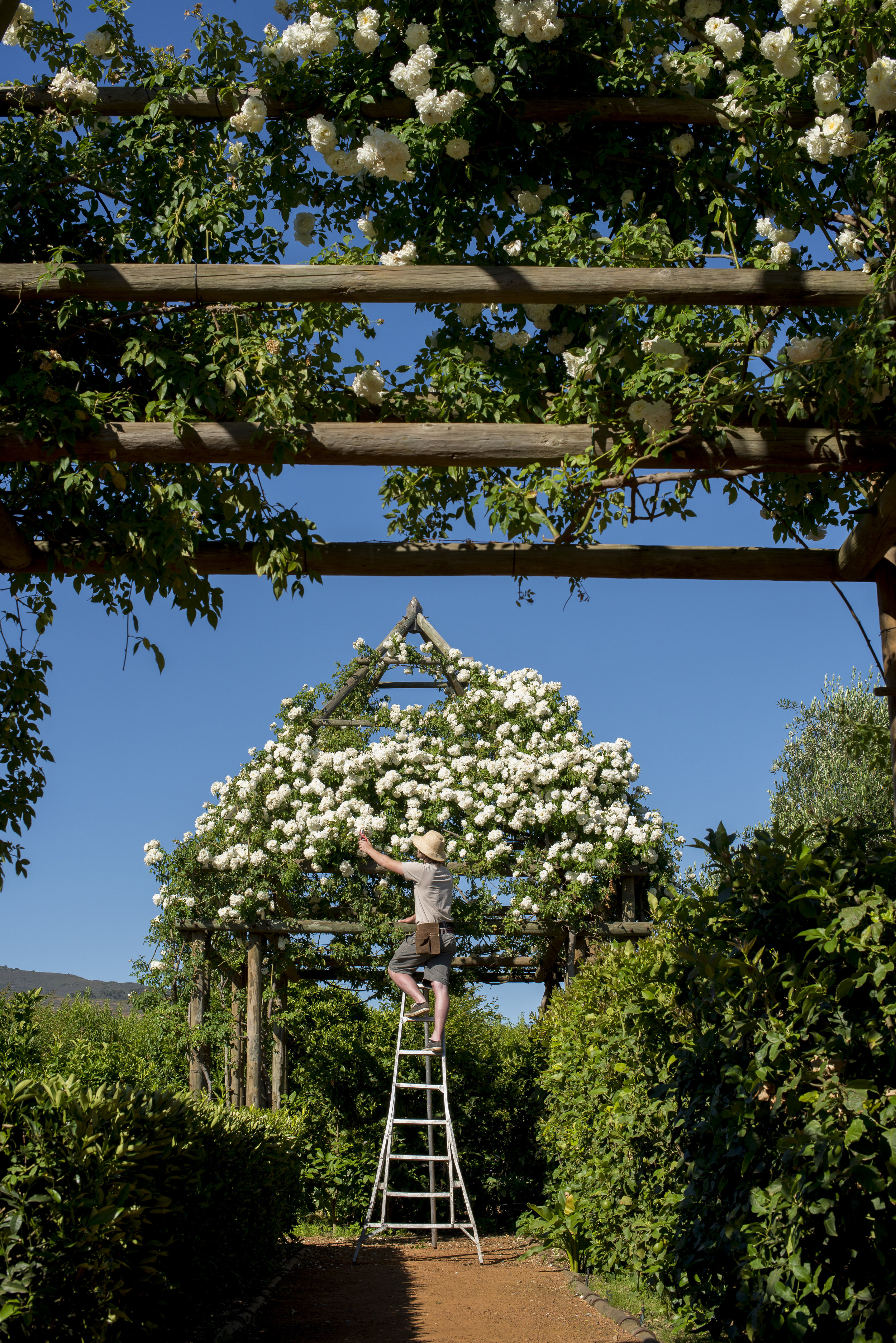 18.Rose arbour in citrus garden getting a trim.jpg