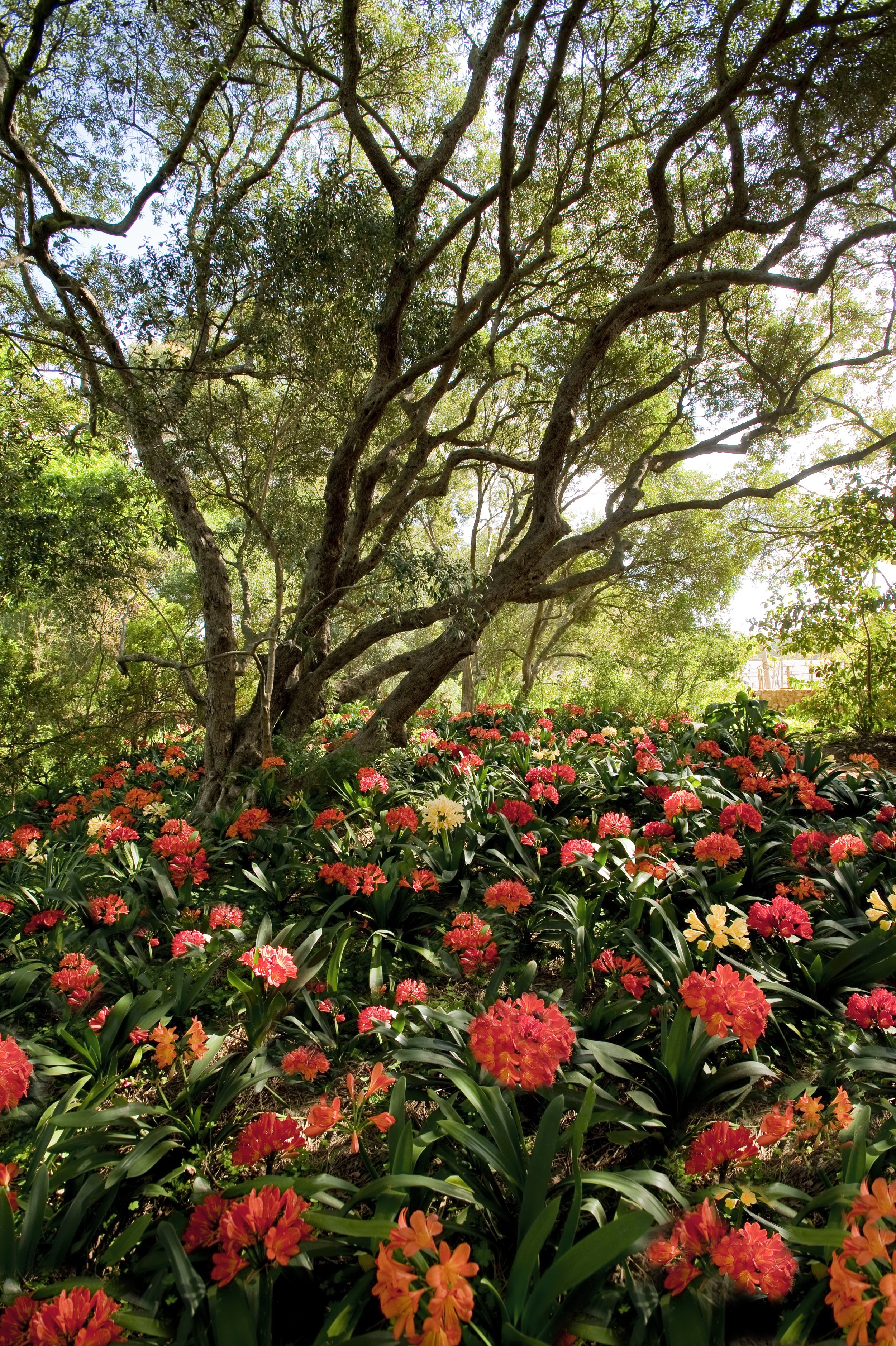 26.Collection of 7 000 indigenous clivias blooming in September.jpg