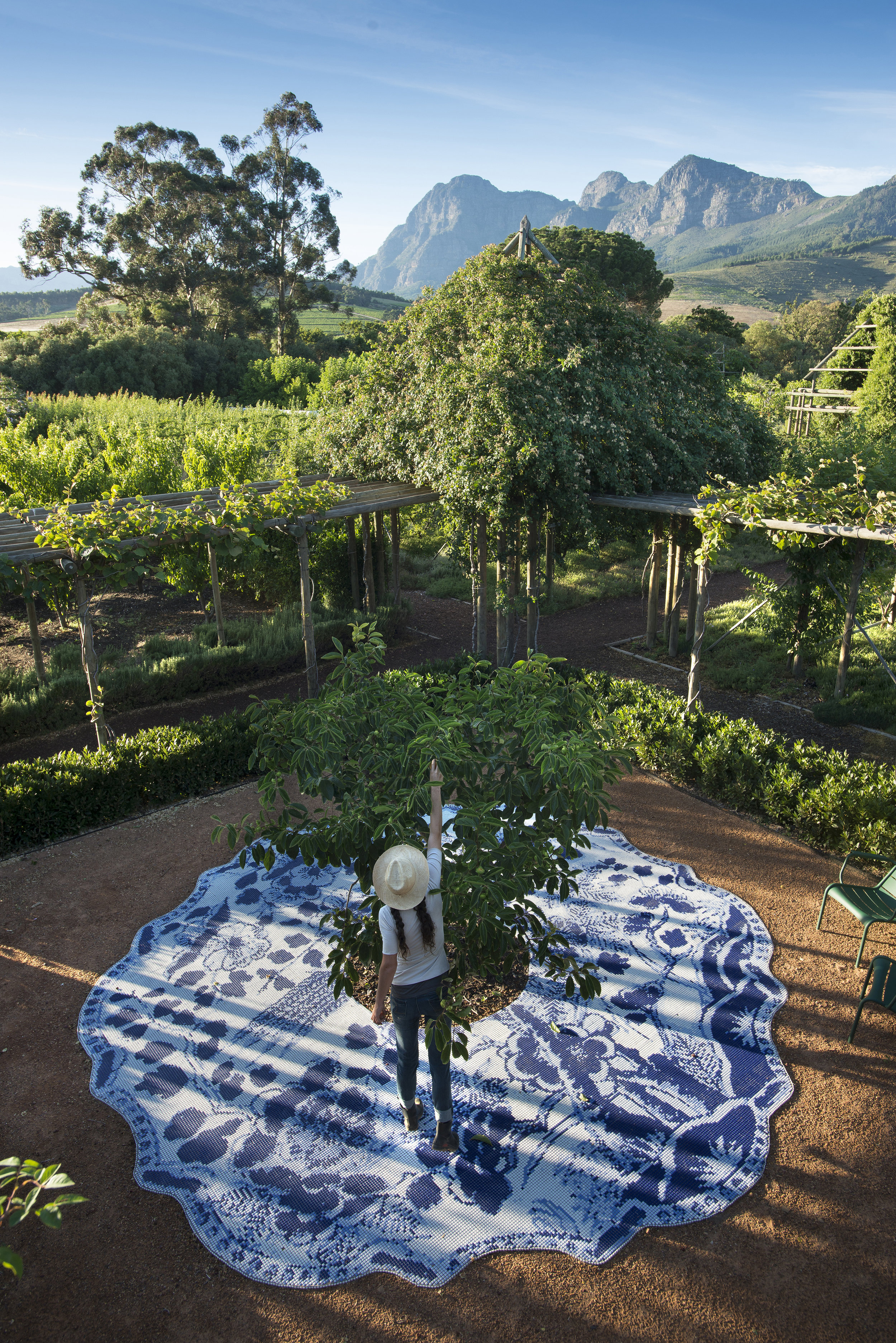 19.Persimmon tree framed by delft mosaic, Simonsberg looking on.jpg