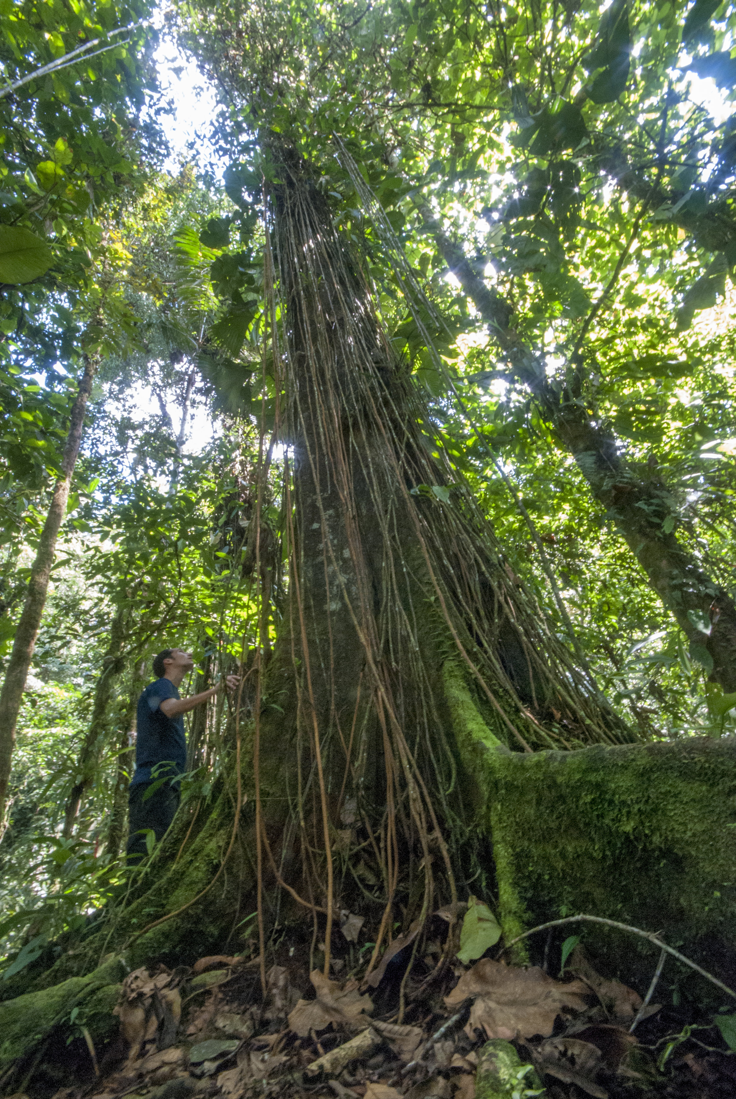 Ecuador Hotels | Mashpi Lodge