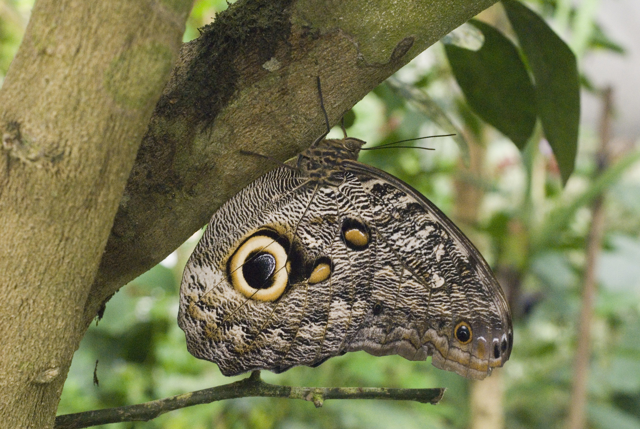 Ecuador Hotels | Mashpi Lodge